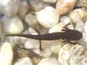 Larve van een salamander